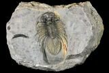 Spiny Kolihapeltis Trilobite - Top Quality Specimen #125222-3